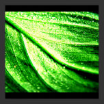 Poster-Leaves Gallery-21 posters