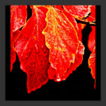 Poster-Leaves Gallery-4 posters