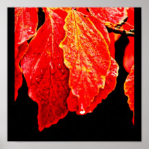 Poster-Leaves Gallery-4