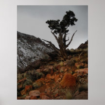 Poster - Lone pine