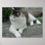 Poster - Maine Coon Cat   Image 1