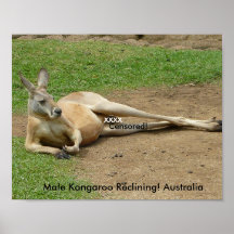 Poster Male Kangaroo Reclining! Australia