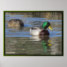 Poster - Mallard Duck