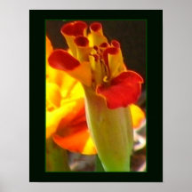 Poster - Marigold Bud