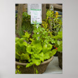 Poster:  Mixed Salad Bowl