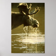 Poster / Moose