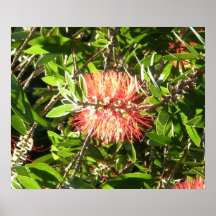 Poster: Nature's Gilded Glory