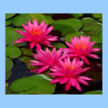 Poster - pink water lilies / lilypads posters