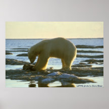Poster / Polar Bear Feeding