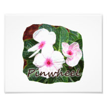 Poster Purple Pinwheel Flowers w text Photographic Print