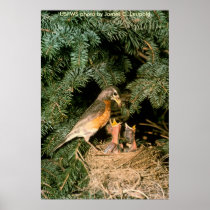 Poster / Robin on Nest