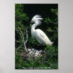 Poster / Snowy Egret