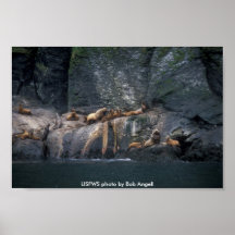 Poster / Steller Sea Lyon