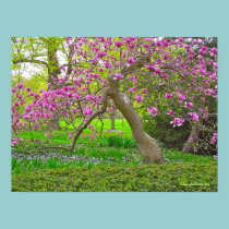 POSTER, "TULIP TREE IN SPRING" (PHOTOG) posters