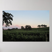 Poster: Veris Vineyard on Early June Evening