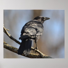 Poster: Watchful Eyes of the Crow
