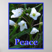 Poster - White Wild Flowers