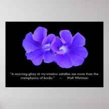 Poster, Whitman, Purple Morning glories_5226