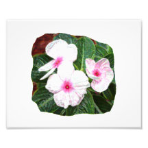 Posterized Purple Pinwheel Flowers Photograph