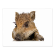 pot bellied pig piglet vector post cards