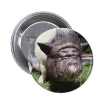 Pot Belly Pig Button
