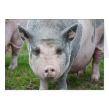 Pot Belly Pig, Norfolk UK Cards