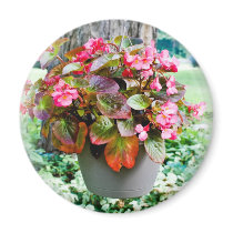 Pot of Begonias Refrigerator Magnet