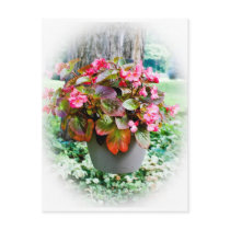 Pot of Begonias Post Cards