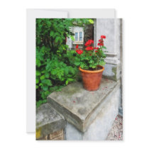 Pot of Geraniums on Stoop