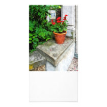 Pot of Geraniums on Stoop