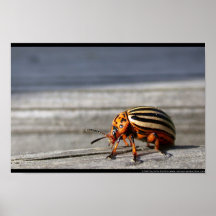 potato beetle print