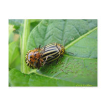 Potato bugs postcards