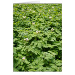 Potato field card