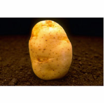 Potato on dirt acrylic cut out