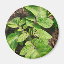 Potato plant magnet