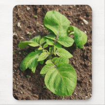 Potato plant mousepads