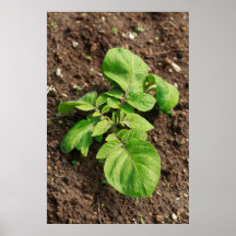 Potato plant print