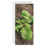 Potato plant rack cards