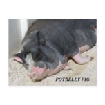 POTBELLY PIG POSTCARD