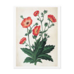 "Potentilla Hopwoodiana" Vintage Floral Postcard
