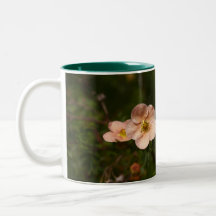 Potentilla Shrub Mug