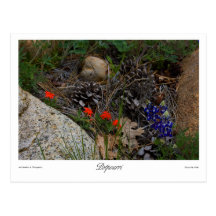 Potpourri Print Post Card