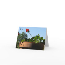 Potted Geranium Card
