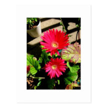 Potted Gerbers Post Cards