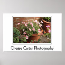 Potted Pink Petunias Print