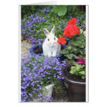 Potted rabbit greeting cards