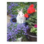 Potted rabbit post card