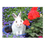 Potted rabbit postcards