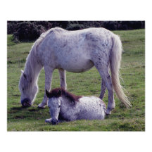 Poulain gris Grazeing de Grazeing de jument de pon Photographe