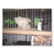 Poulet blanc longtemps fait varier le pas dans une photos sur toile